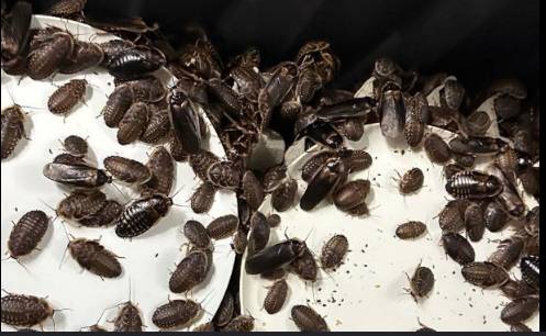 Australia seizes 100,000 cockroaches in bug-breeder bust