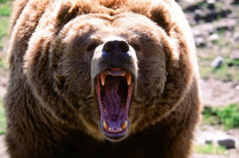 'Extremely intelligent' bear at large in Japan after hurting four