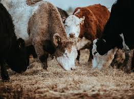 US reports second case of dangerous livestock pest