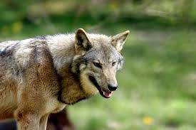 Wolf that bit woman in German mall likely dead: authorities