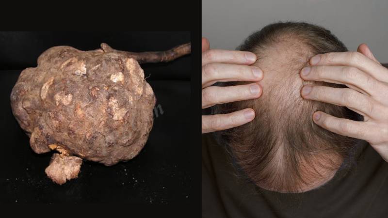 Chinese medicinal herb shows promise in treating hair loss 