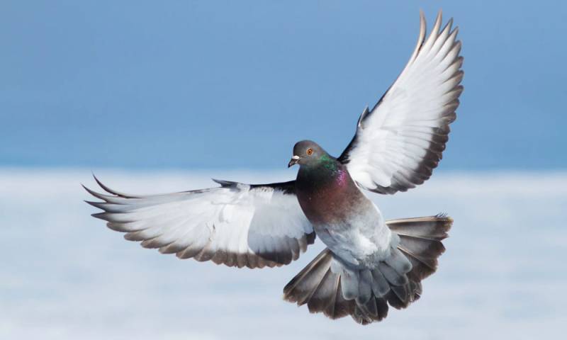 German study suggests pigeons’ navigation ability may be linked to liver cells