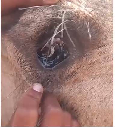 Camel allegedly blinded in Tharparkar, family demands justice