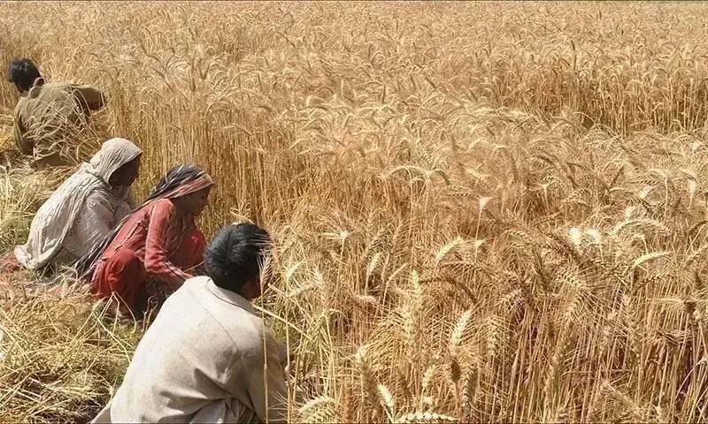Federal government to supply wheat to KP on PM's directives