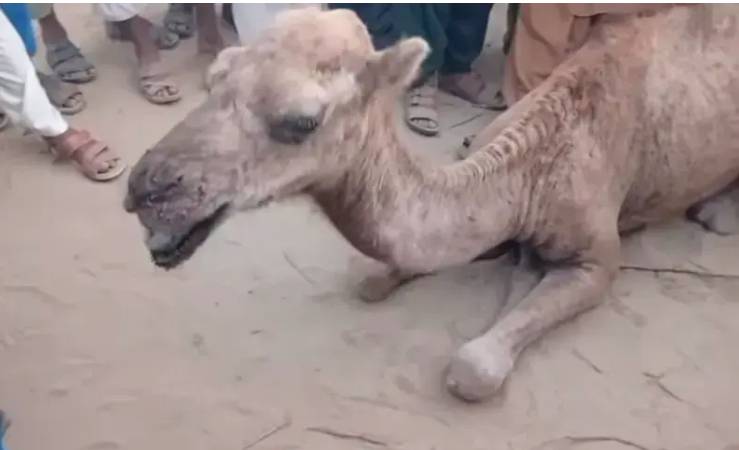 FIR registered against six persons for torturing camel in Tharparkar