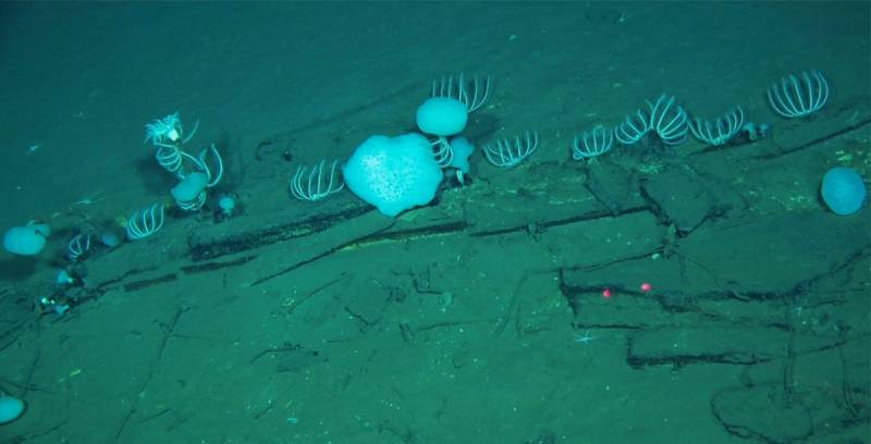 World's largest whale graveyard discovered by Chinese sub