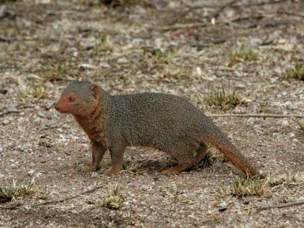 Woman dies of rabies in Karachi after mongoose bite