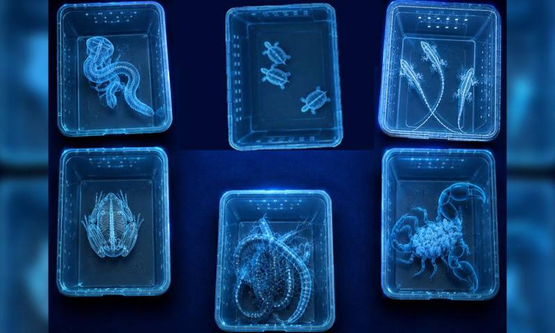 Over 200 reptiles and amphibians found in suitcase at Dubai Airport