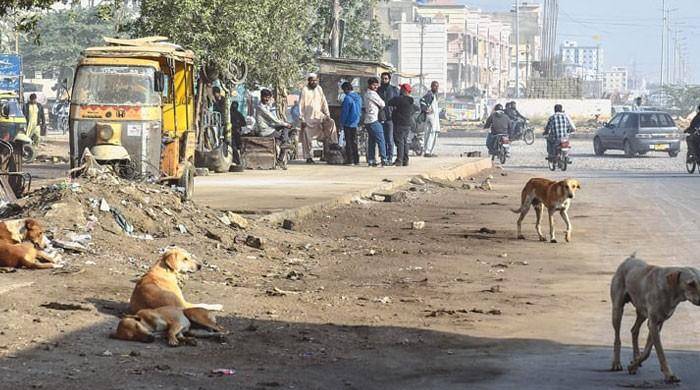 Karachi sees surge in dog-bite cases as residents demand action against stray dogs