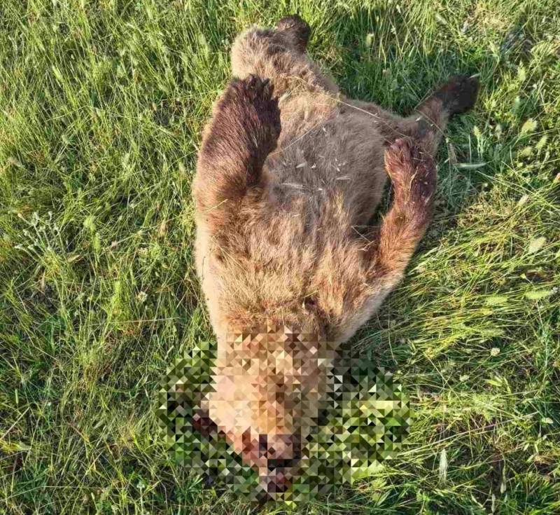 Three wild bears killed in Greece in days: wildlife groups