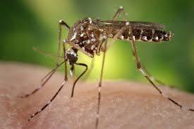 Dengue and monkeypox cases raise health concerns in Faisalabad