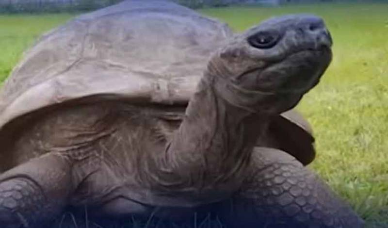 Jonathan the tortoise turns 194, remains world’s oldest living land animal