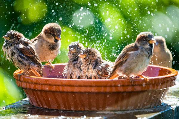 From birds to fish, how extreme heat causes wildlife to suffer