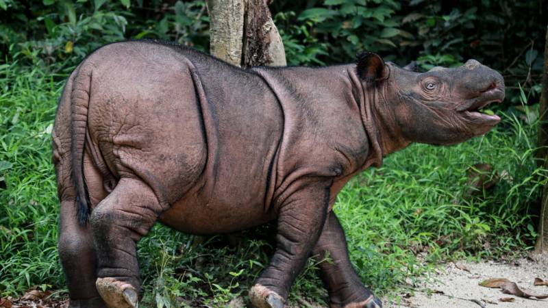Indonesia to capture last-known wild Bornean rhino for IVF