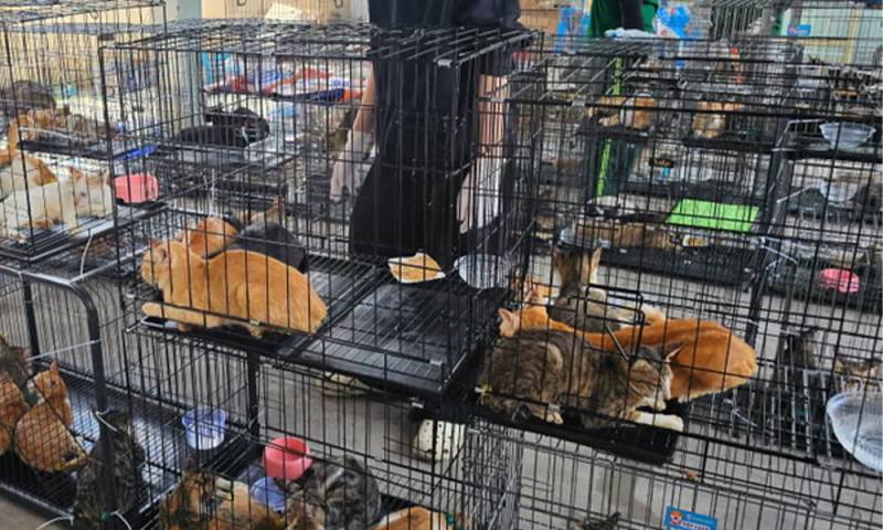 Vietnamese police rescue over 400 stolen cats bound for meat trade