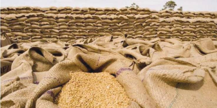 Five Sindh Food Dept employees sacked for embezzlement in wheat stocks