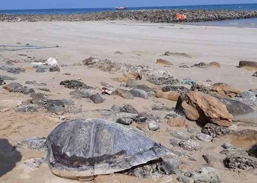 Pakistan Coast Guards revive Astola Island turtle conservation project