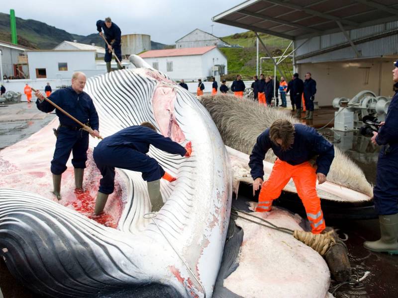 Iceland kills first whales since 2023, resuming commercial hunt