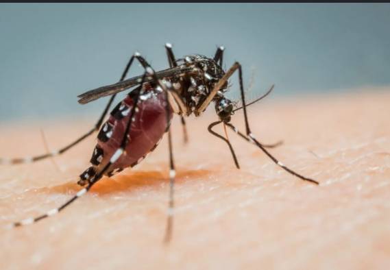 Sri Lanka troops to battle deadly dengue mosquitoes as cases rise
