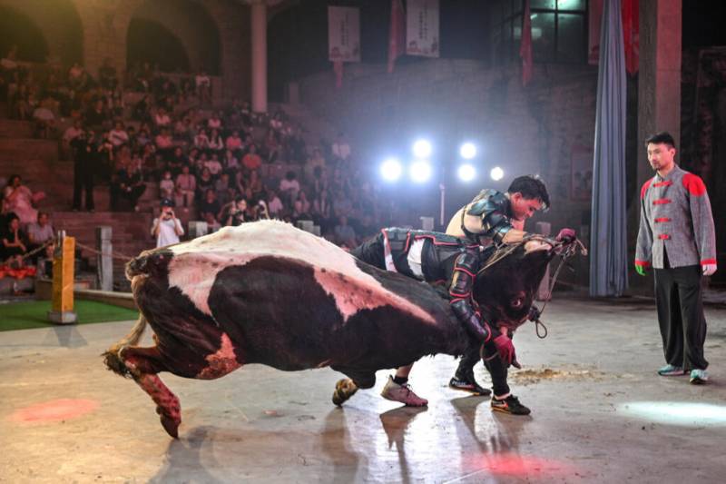 China's bull wrestlers fight to keep tradition alive