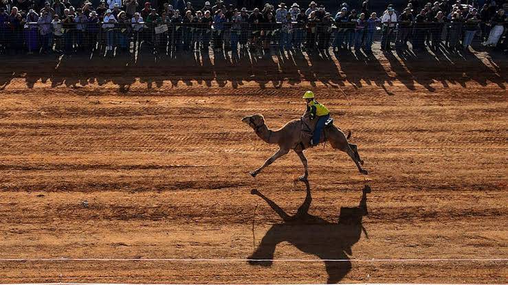 'High-strung' camels race in Australian outback