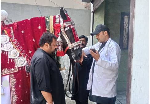 Punjab provides veterinary services for Zuljanah horses during Muharram processions