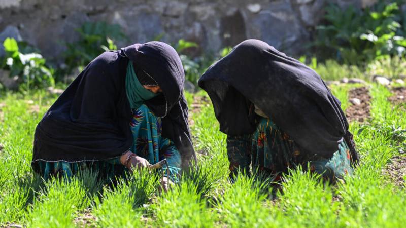 The Afghan women farmers keeping their village alive