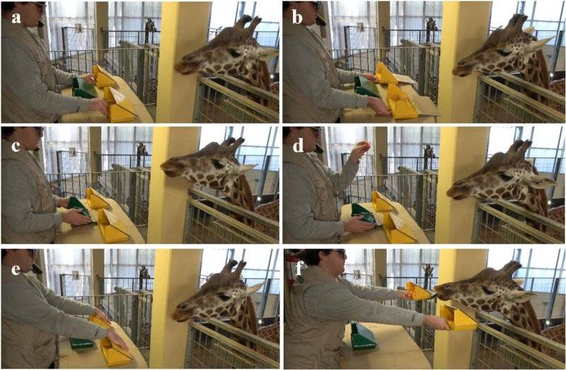 Study finds giraffes can understand basic math