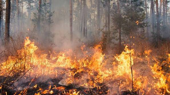 Infernos devastate forests as Europe's temperatures rise again