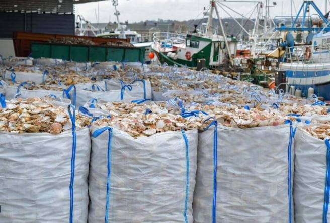 Pakistan’s sea food exports have risen to $568 million, says minister
