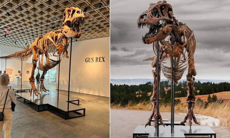 Rare T. rex skeleton 'Gus' expected to fetch over $30 million at Sotheby's auction