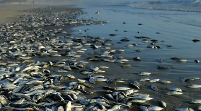Large number of fish die due to ‘poisoning’ in Rawal Dam
