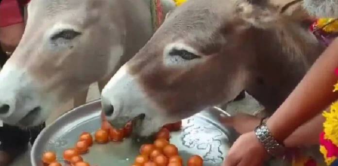 Viral videos show Indians feeding Gulab Jamun to donkeys to pray for rain