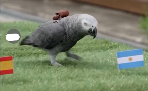 Japanese grey parrot predicts Argentina will lift World Cup trophy