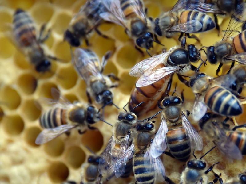 Uproar in France over reintroduction of bee-harming pesticides