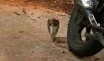 Groom dies of snakebite on wedding night in India's Uttar Pradesh