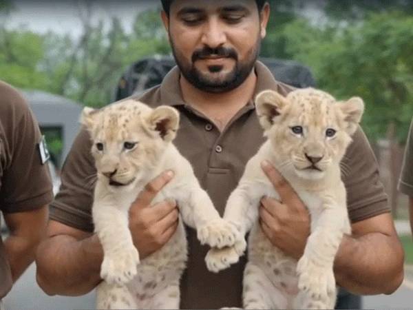 Two white lion cubs rescued, moved to Lahore Safari Zoo