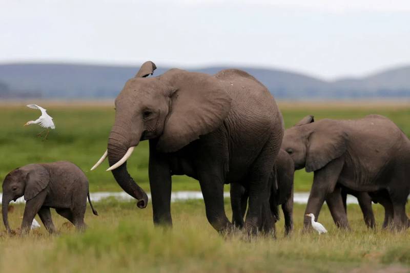 Cyanide poisoning likely killed 15 elephants in Kenya: investigators