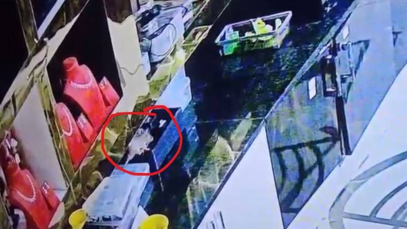Rat steals diamond-studded gold jewellery worth millions from Indian shop