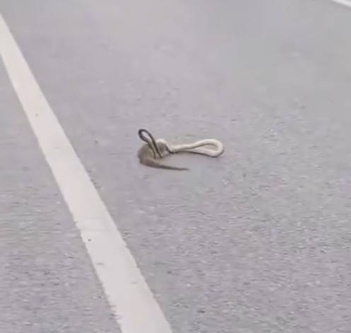 Snake-Mongoose timeless rivalry unfolds on busy Islamabad road