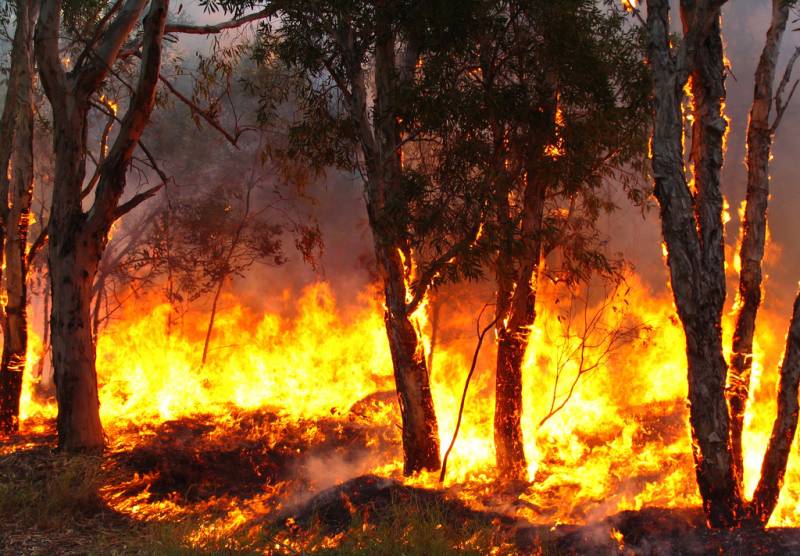 Forest fire spreads in Dutch nature reserve