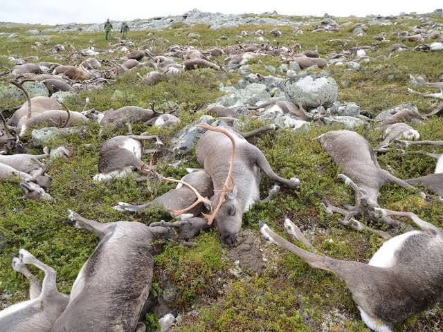 Norway records 'highly unusual' reindeer deaths