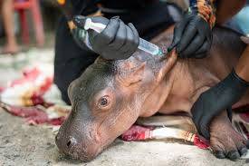 Colombian baby hippo of Escobar stock dies after rescue