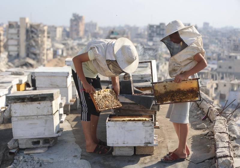 Gaza beekeeper starts again on rooftop amid ruins of war