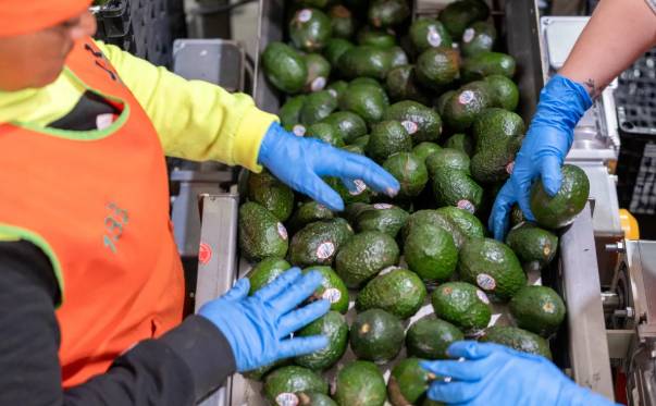 US partially resumes avocado inspections in Mexico