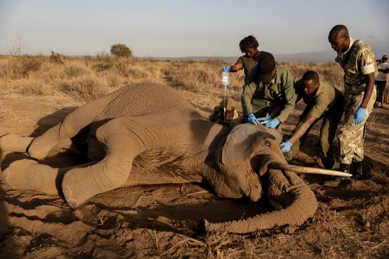 'How many will die?': the mysterious ailment killing Kenyan elephants