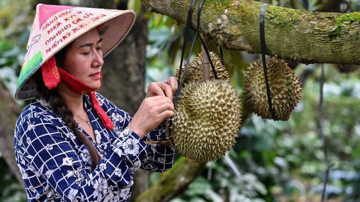 Vietnamese coffee farmers ride China's durian wave