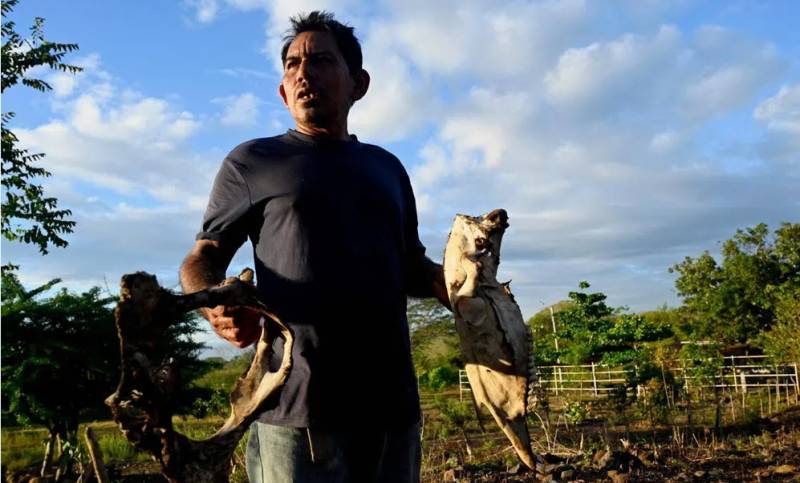 Dead animals, barren fields, and hunger - El Nino chokes Central America