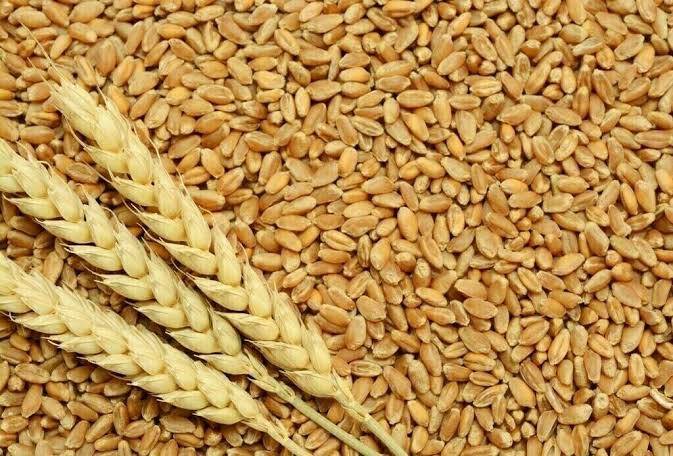 TCP receives 13 bids for import of 750,000 metric tons wheat