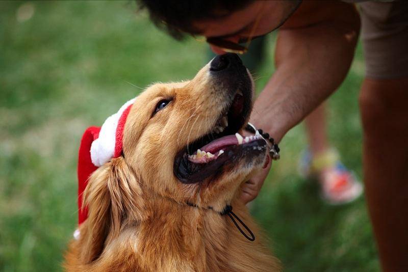 Dog pesters burglar to play